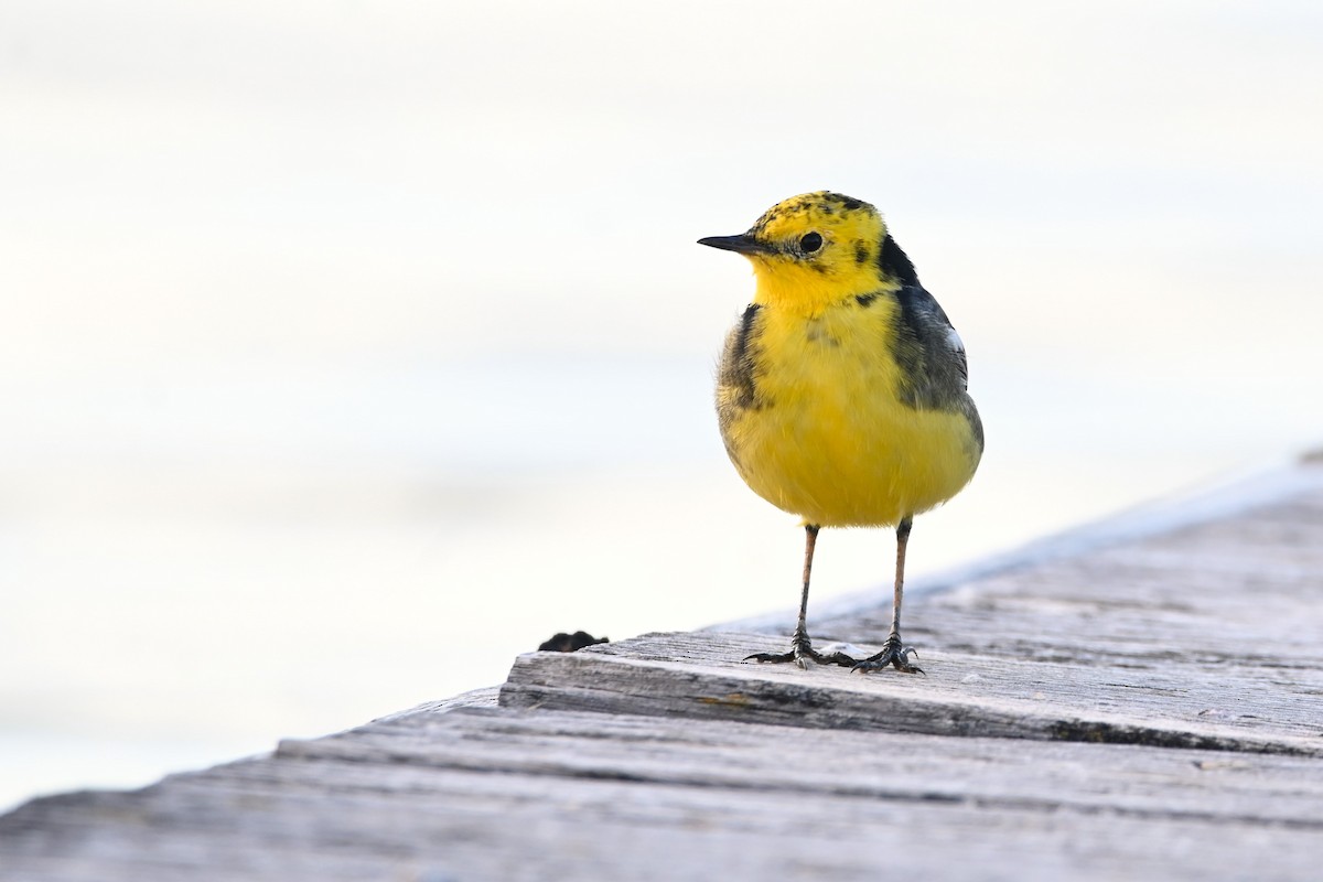 Citrine Wagtail - ML617773958