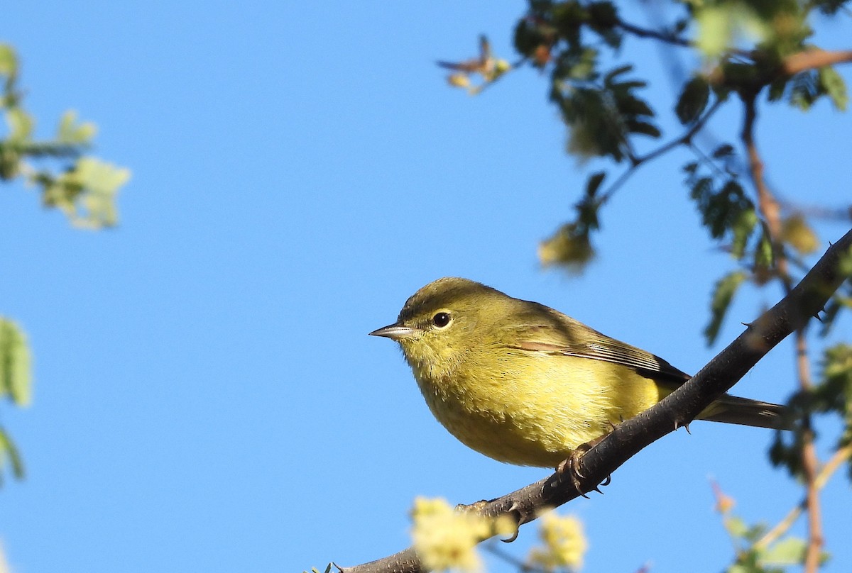 Orange-crowned Warbler - ML617773968