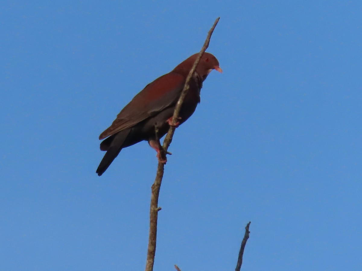 Red-billed Pigeon - ML617773969