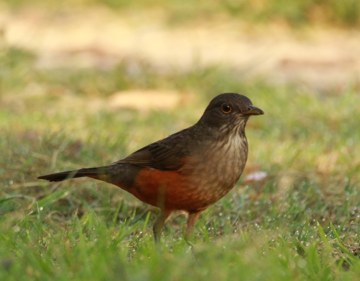 Rufous-bellied Thrush - Elisa Pieroni Javier Torres