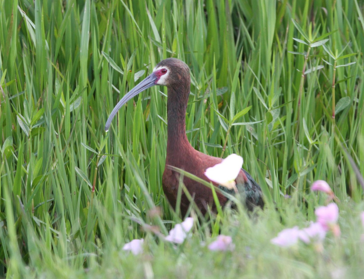 Ibis à face blanche - ML617774011