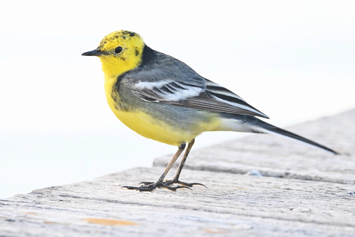 Citrine Wagtail - ML617774024