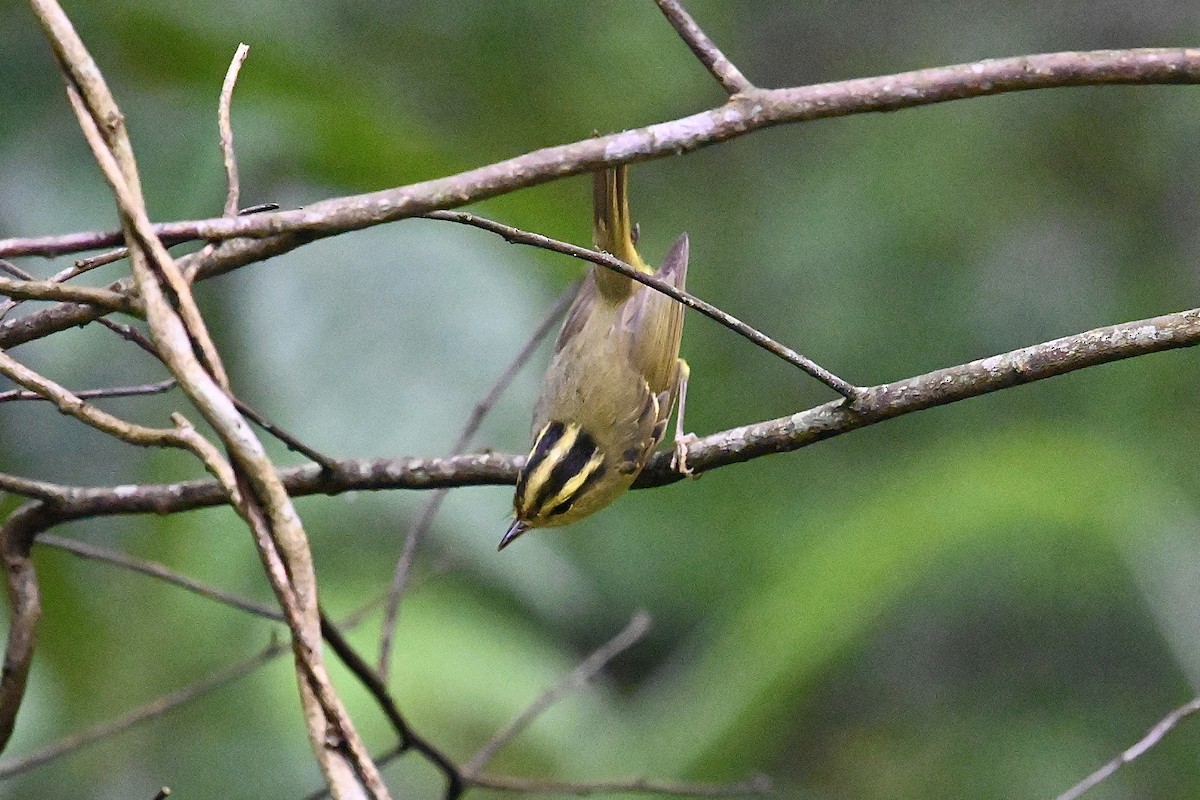 Mosquitero de Rickett - ML617774049