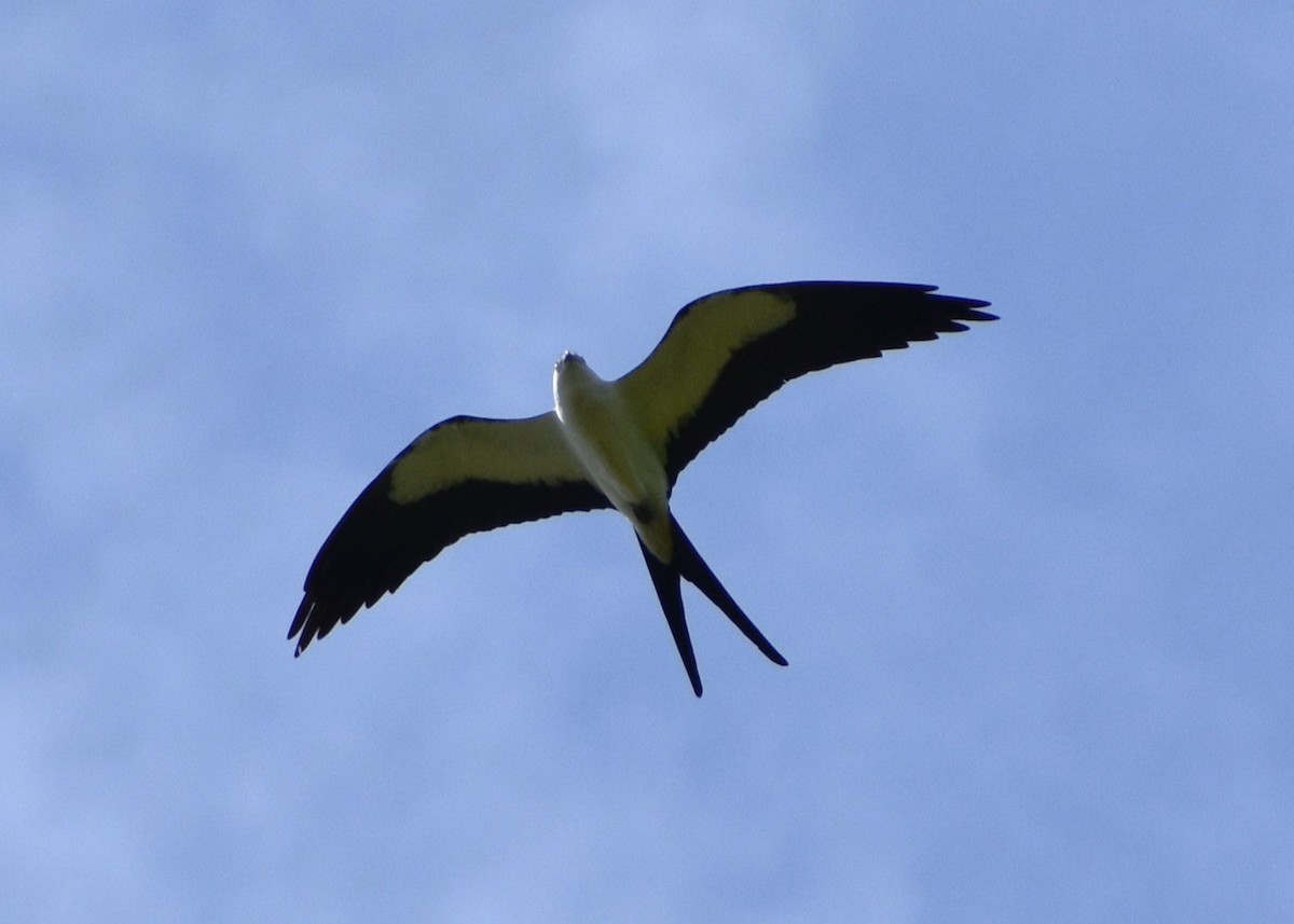 Swallow-tailed Kite - ML617774053