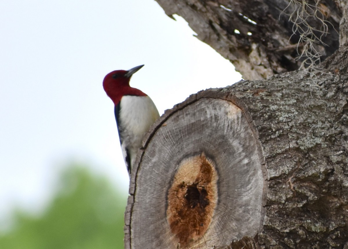 Red-headed Woodpecker - ML617774061