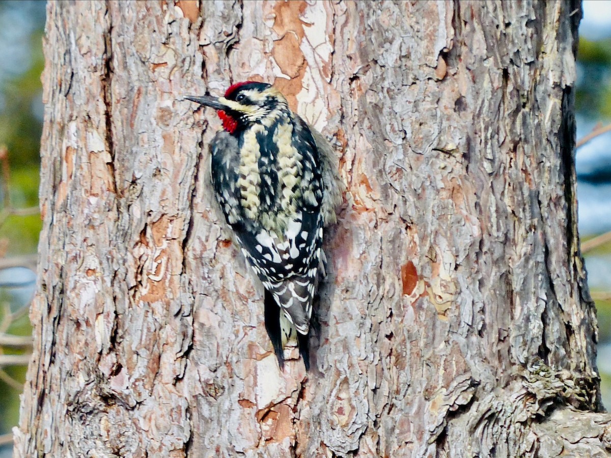 Yellow-bellied Sapsucker - ML617774080