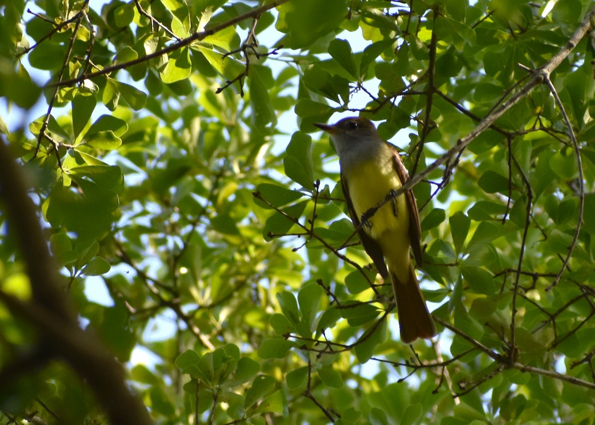 Great Crested Flycatcher - ML617774082