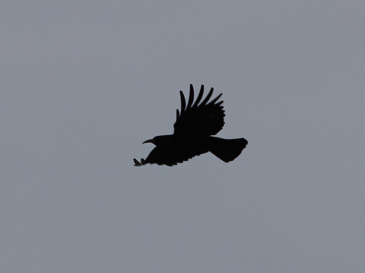 Red-billed Chough - ML617774100