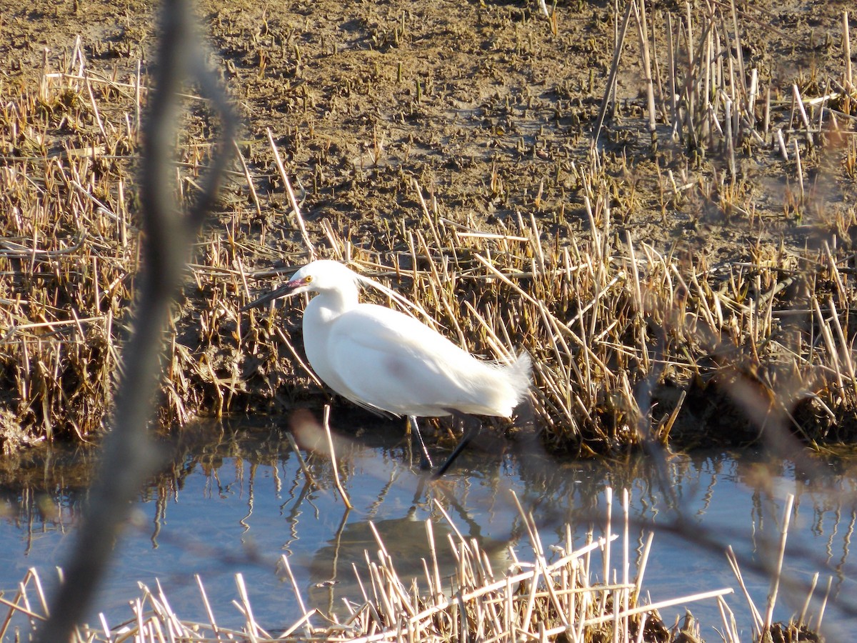 Snowy x Little Egret (hybrid) - Bird Warde