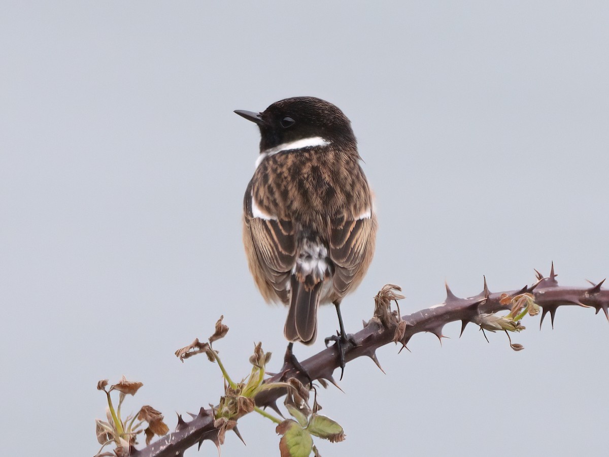 European Stonechat - ML617774120