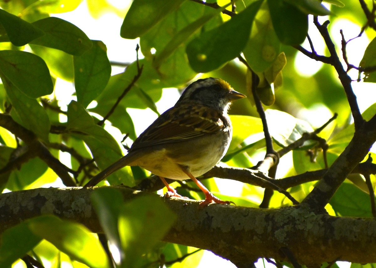 White-throated Sparrow - ML617774127