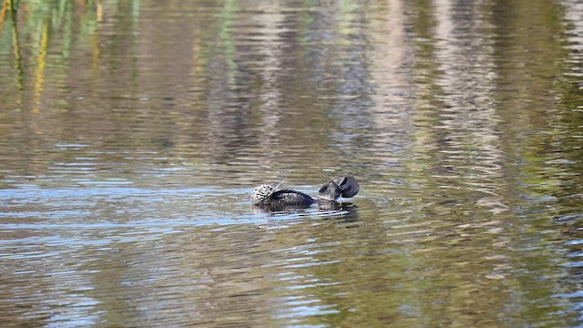 Musk Duck - ML617774150