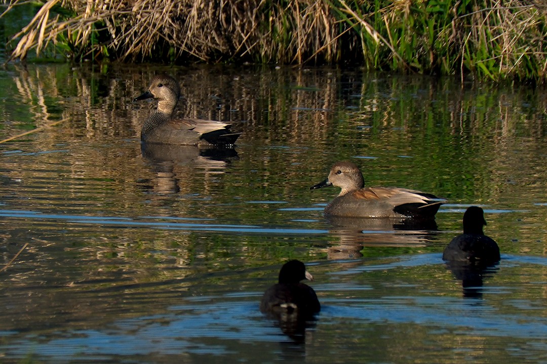 Gadwall - ML617774222