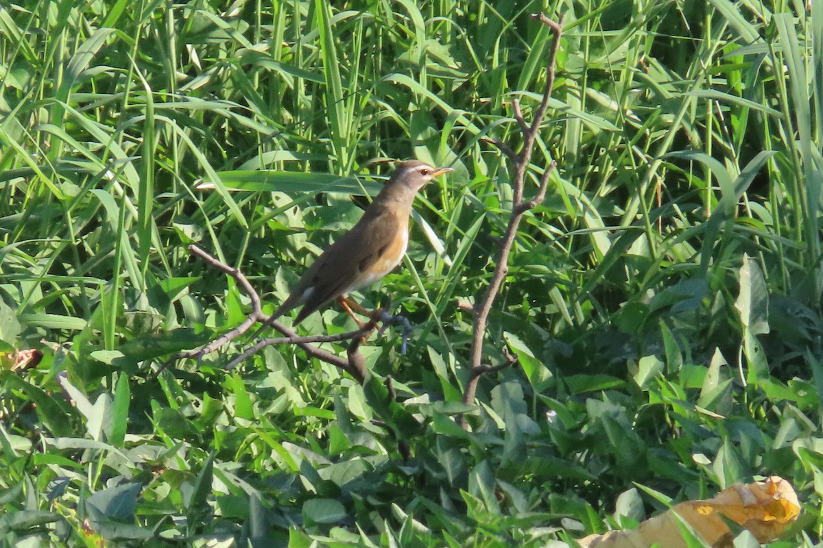 Оливковый дрозд - ML617774259