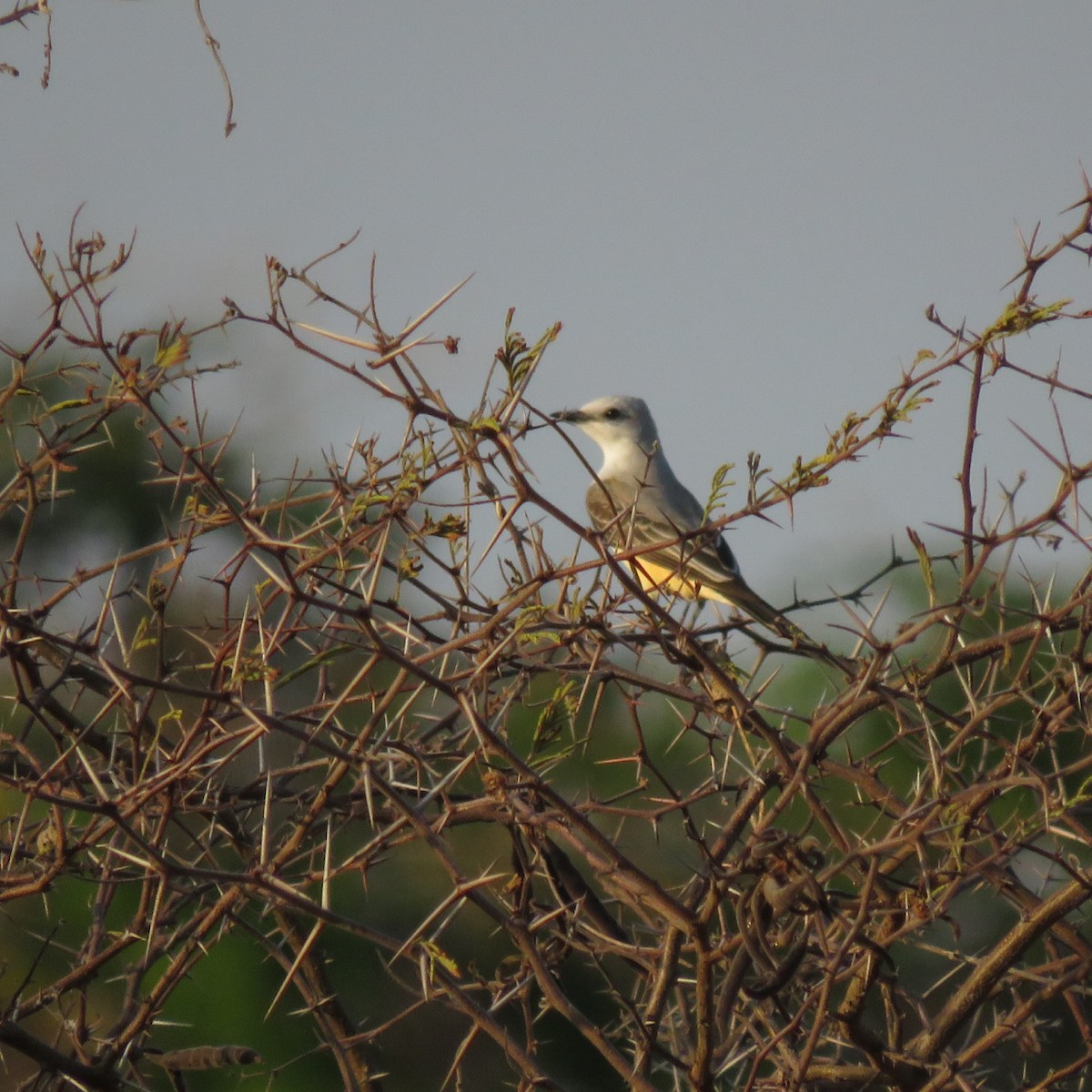 Scissor-tailed Flycatcher - ML617774260