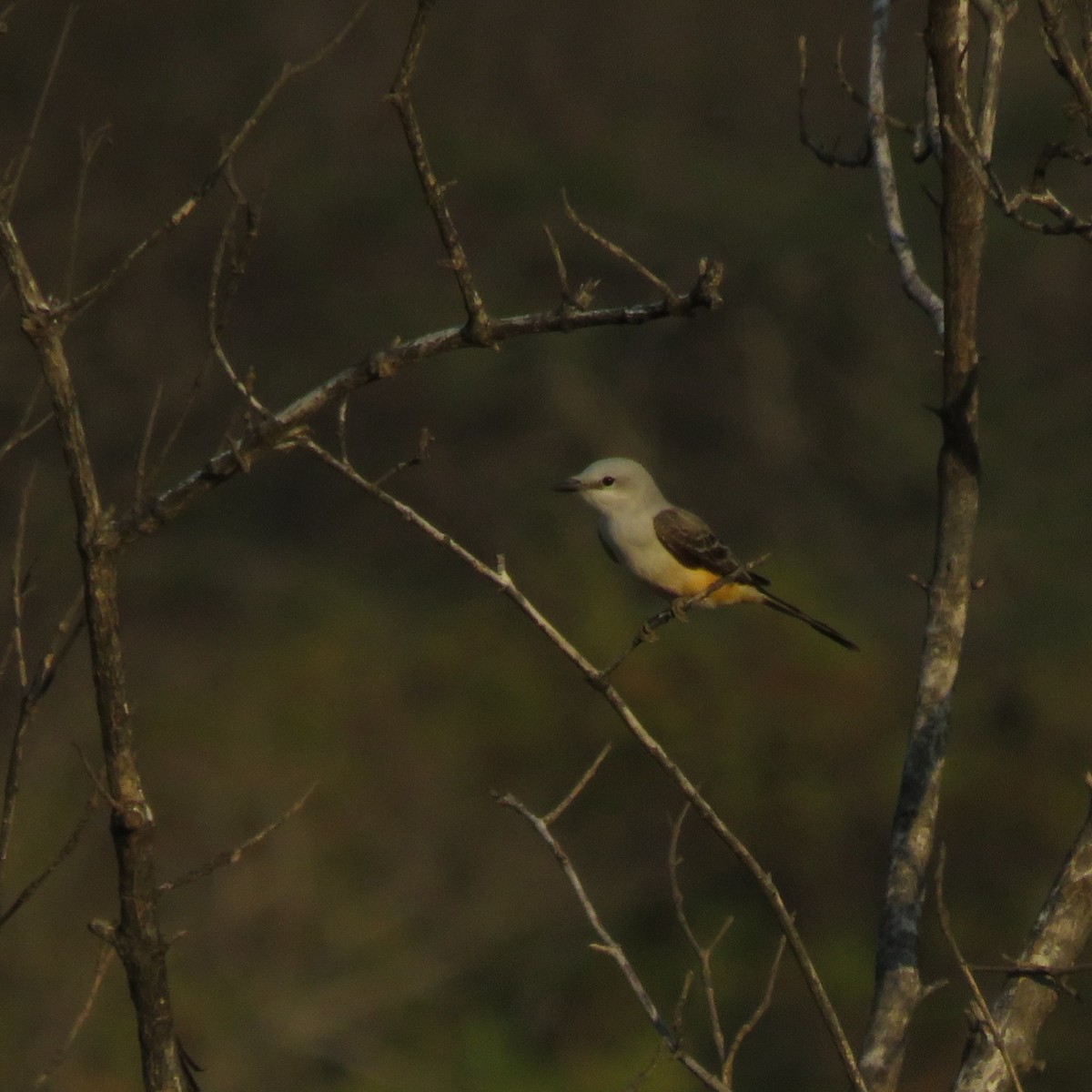 Scissor-tailed Flycatcher - ML617774261