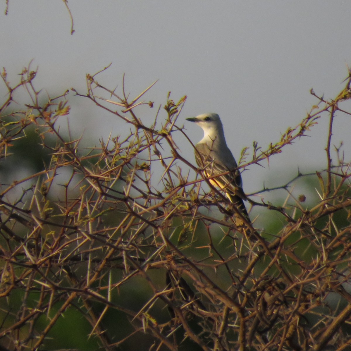 Scissor-tailed Flycatcher - ML617774262