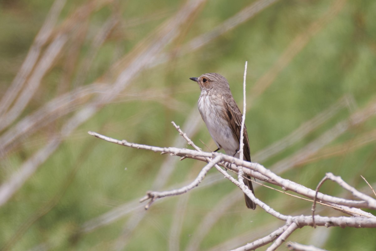 Spotted Flycatcher - ML617774271