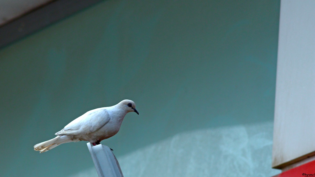 Laughing Dove - Ozgun Sozuer