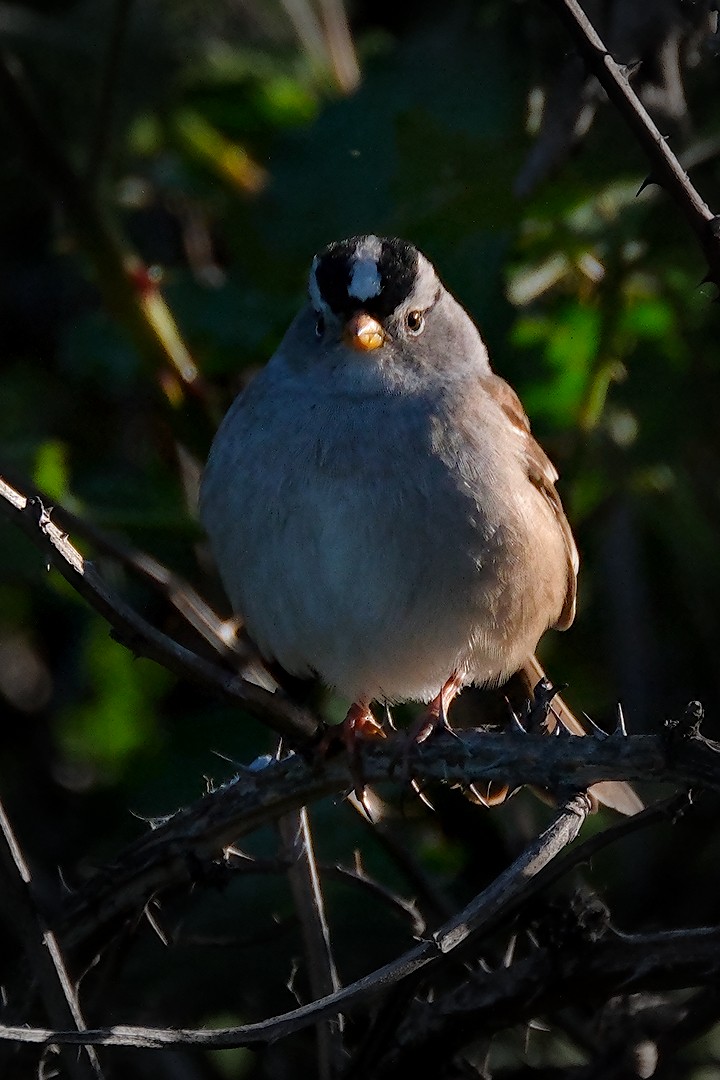 White-crowned Sparrow - ML617774299