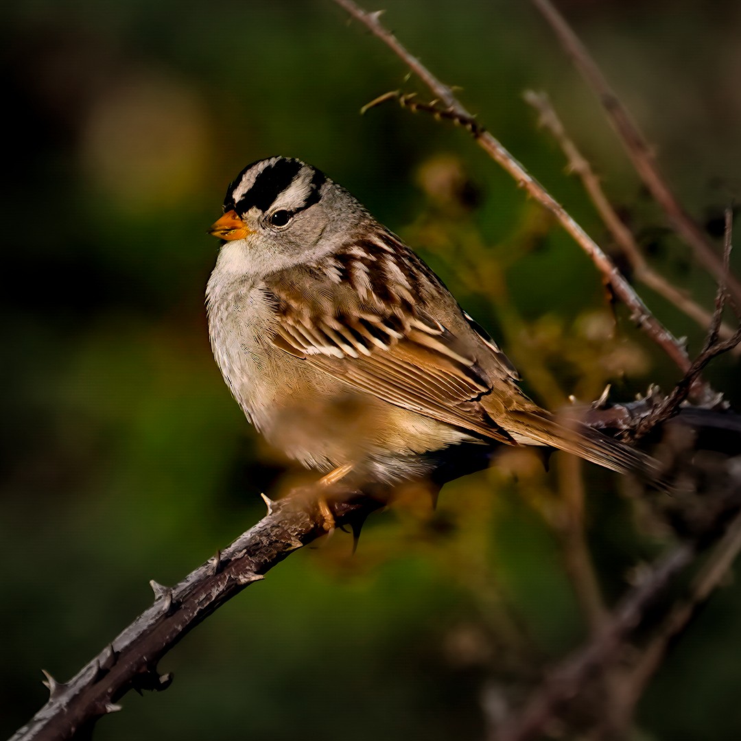 White-crowned Sparrow - ML617774317