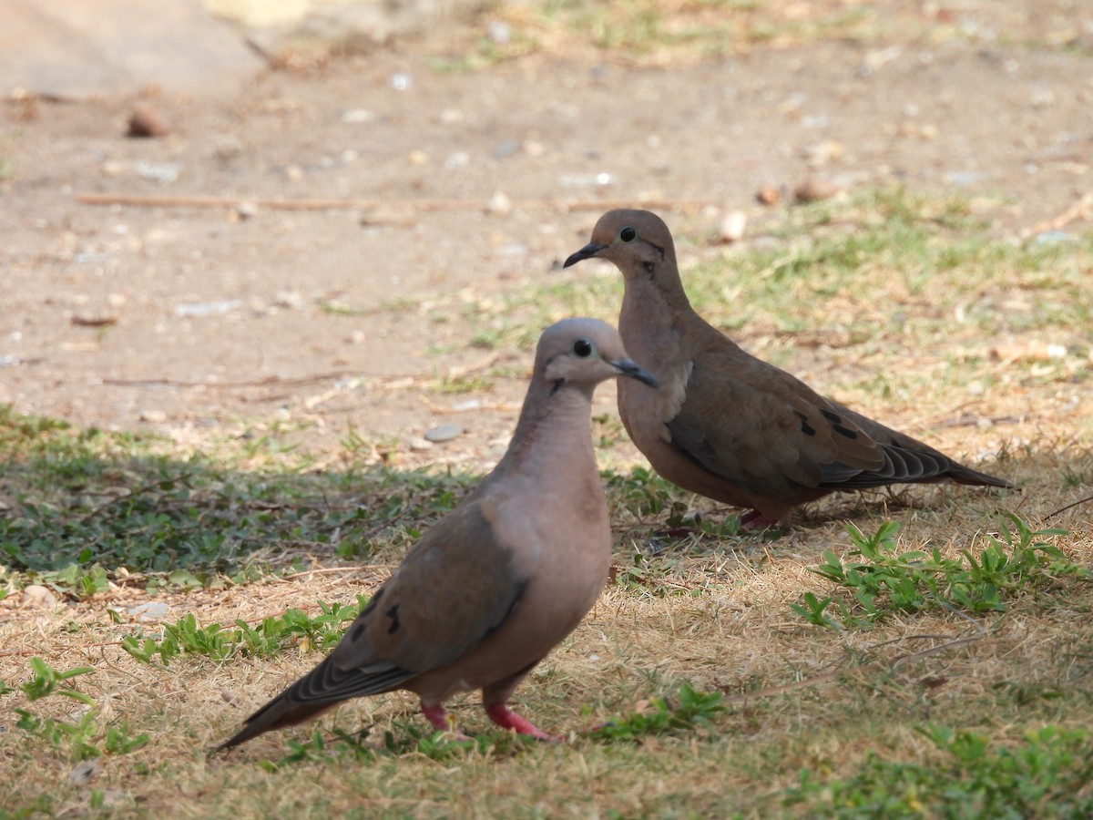 Eared Dove - ML617774329