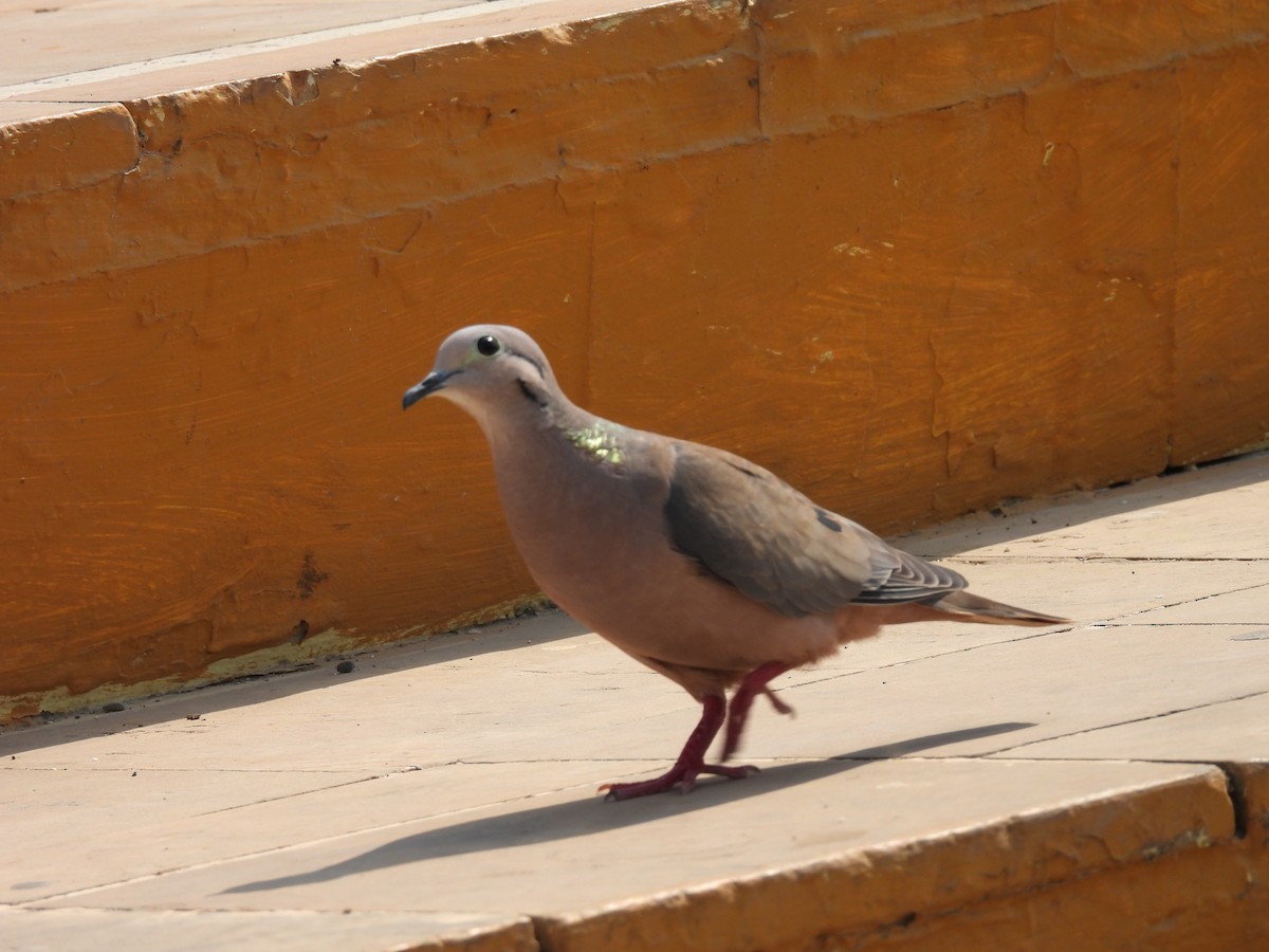 Eared Dove - ML617774331