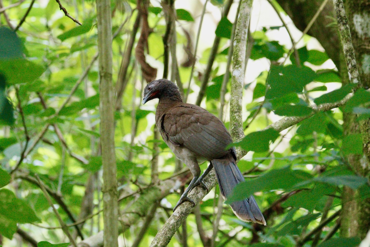 Chachalaca Cabecigrís - ML617774336