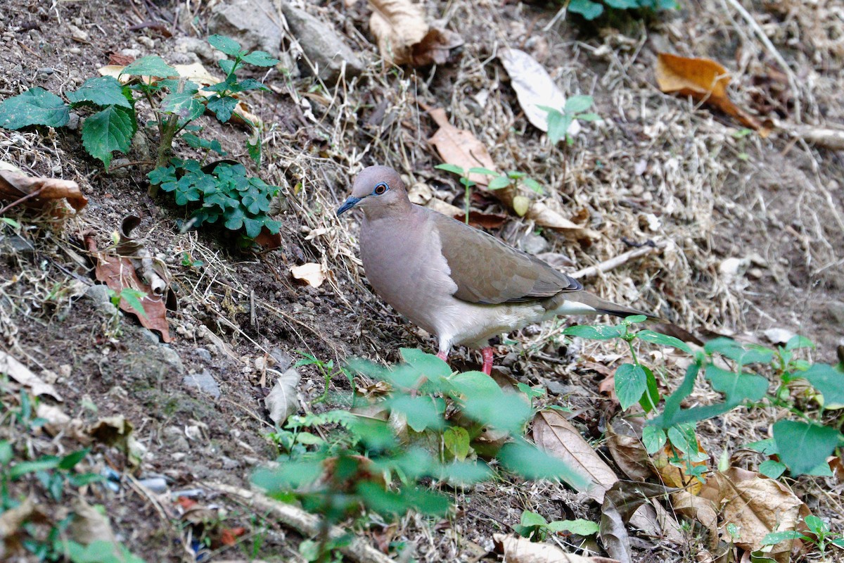 White-tipped Dove - ML617774339