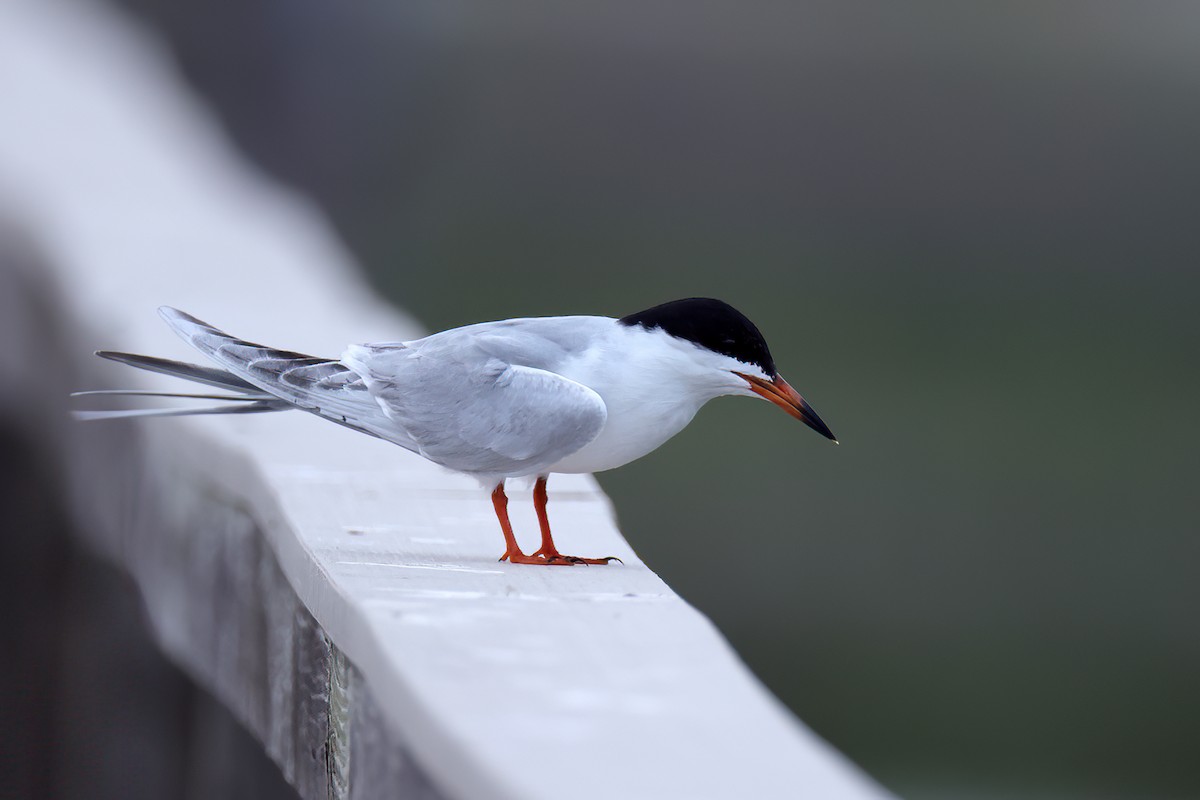 Forster's Tern - ML617774374