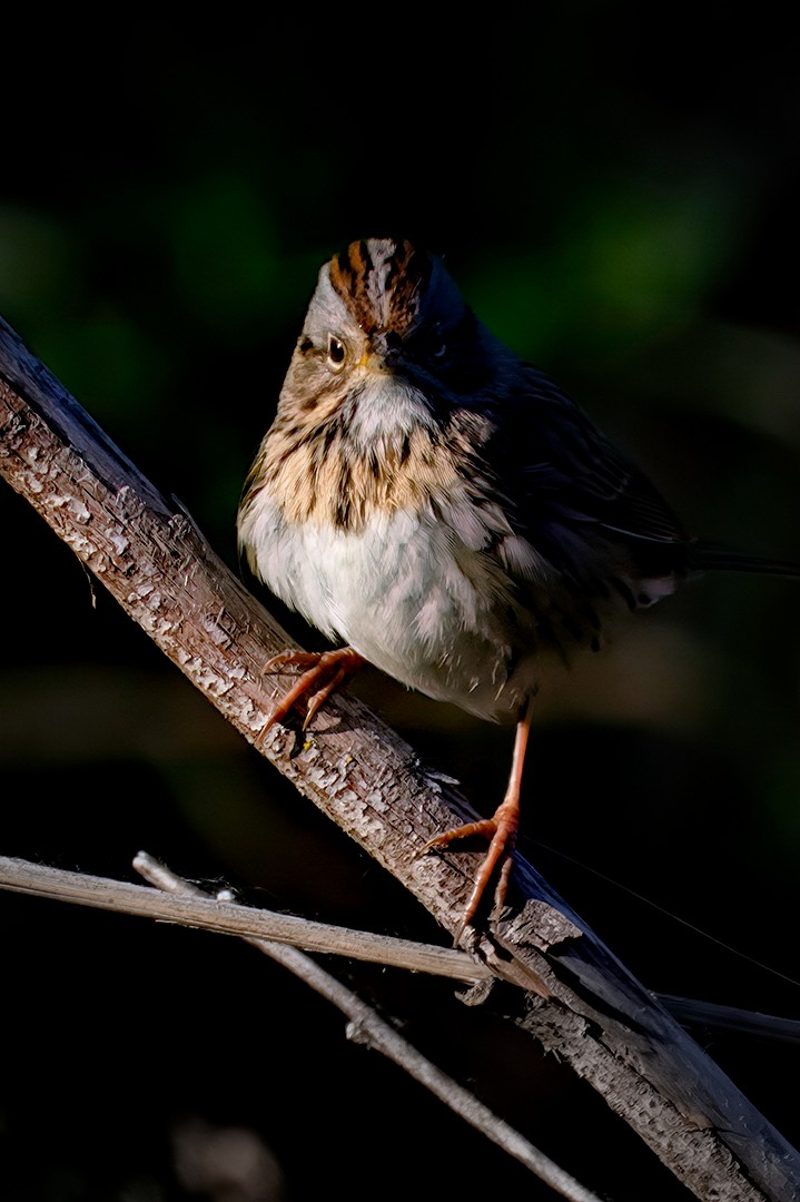 Lincoln's Sparrow - ML617774387