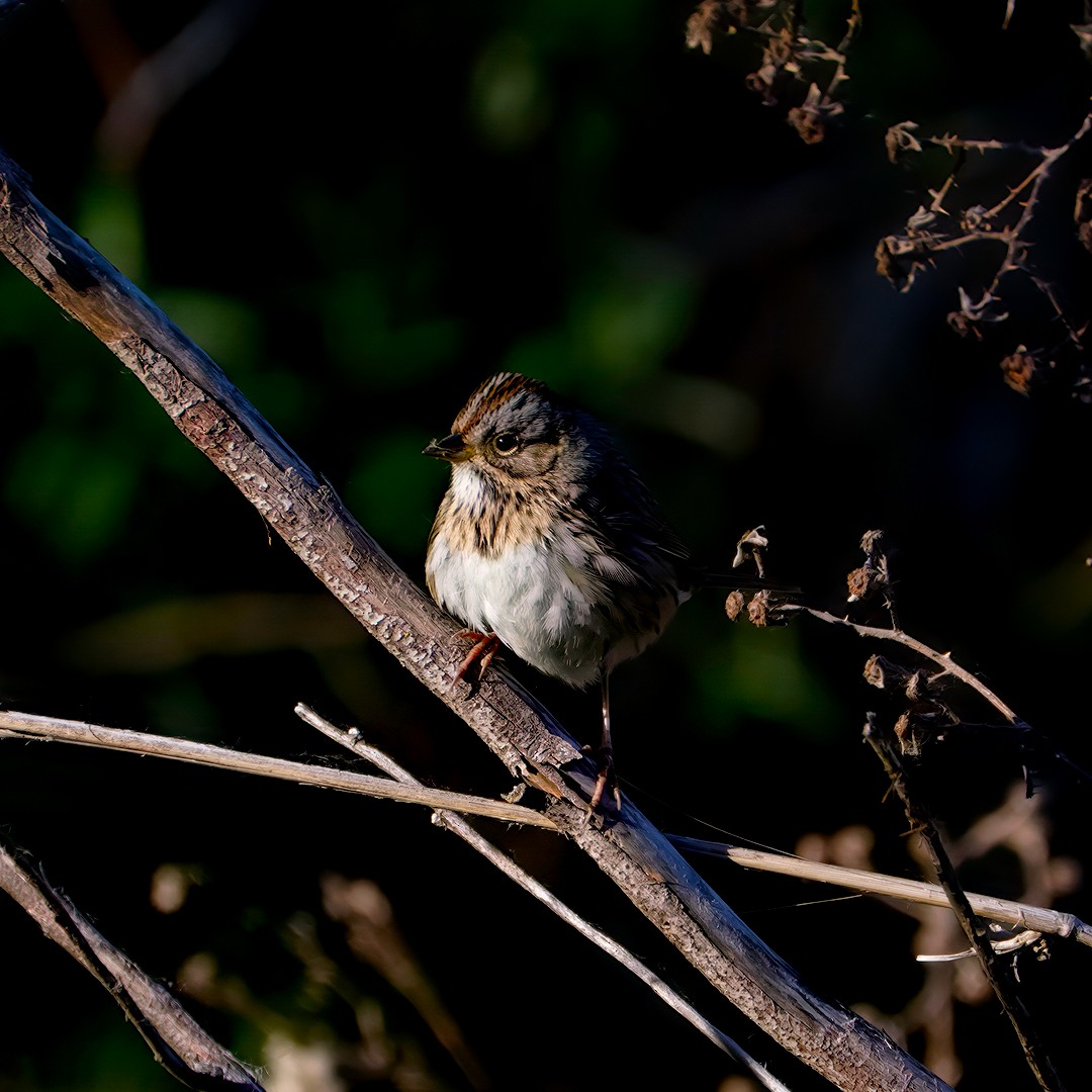 Lincoln's Sparrow - ML617774391