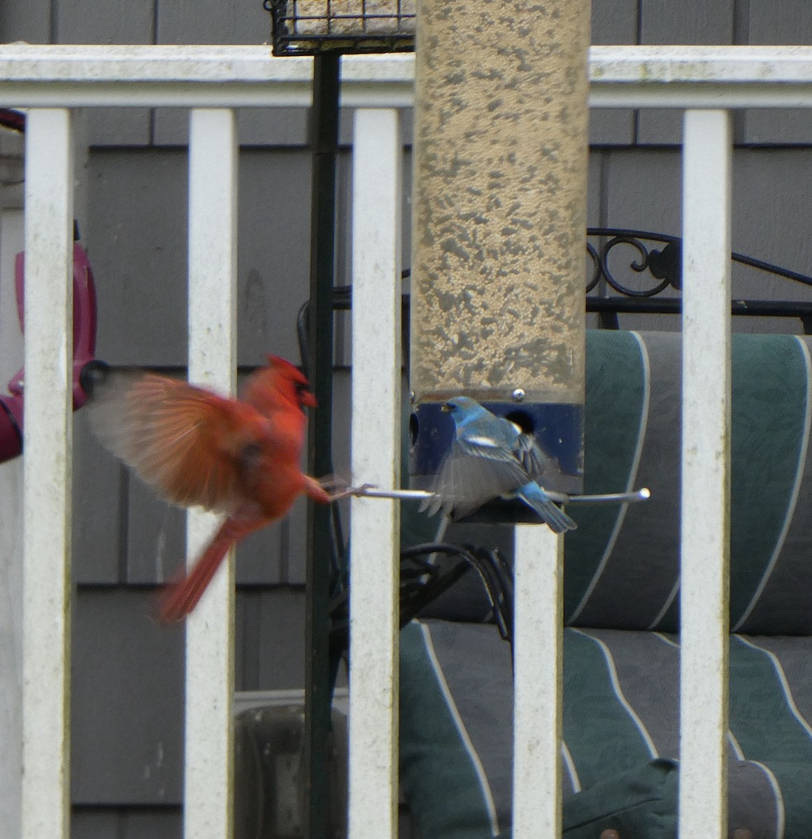 Lazuli Bunting - ML617774394