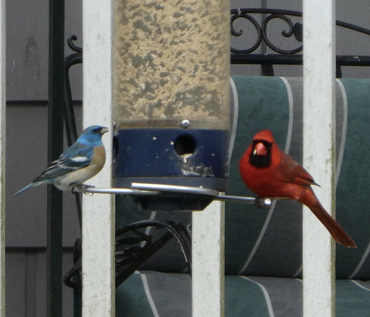 Lazuli Bunting - ML617774399