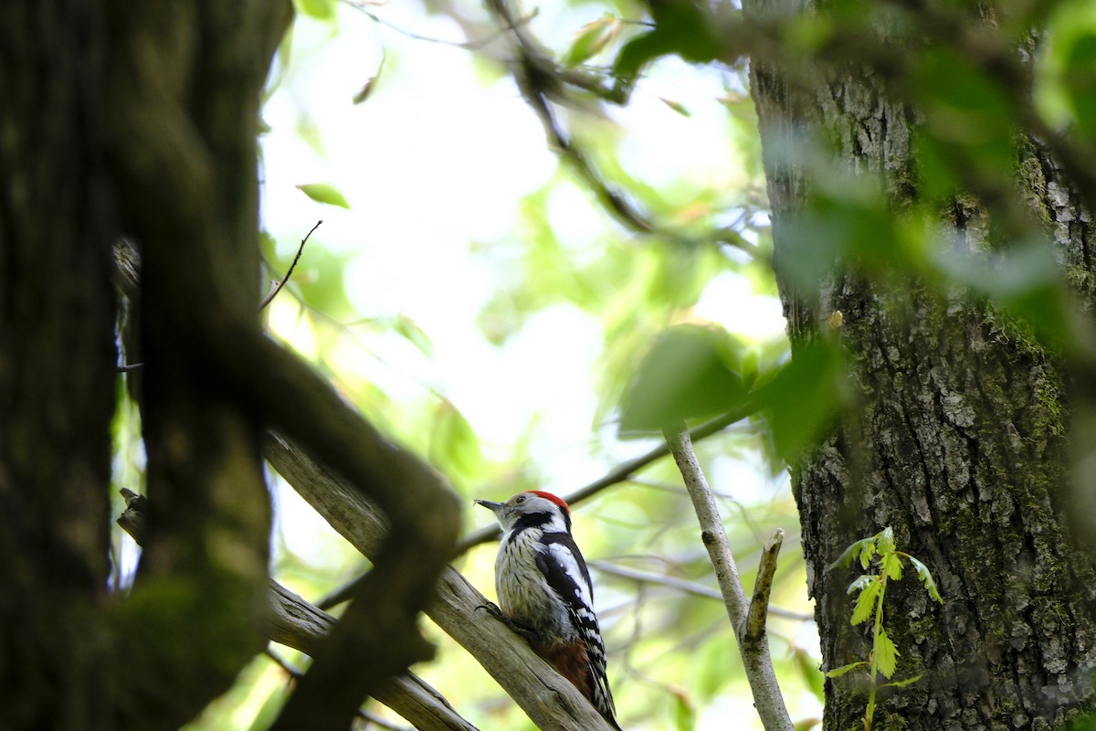Middle Spotted Woodpecker - ML617774433