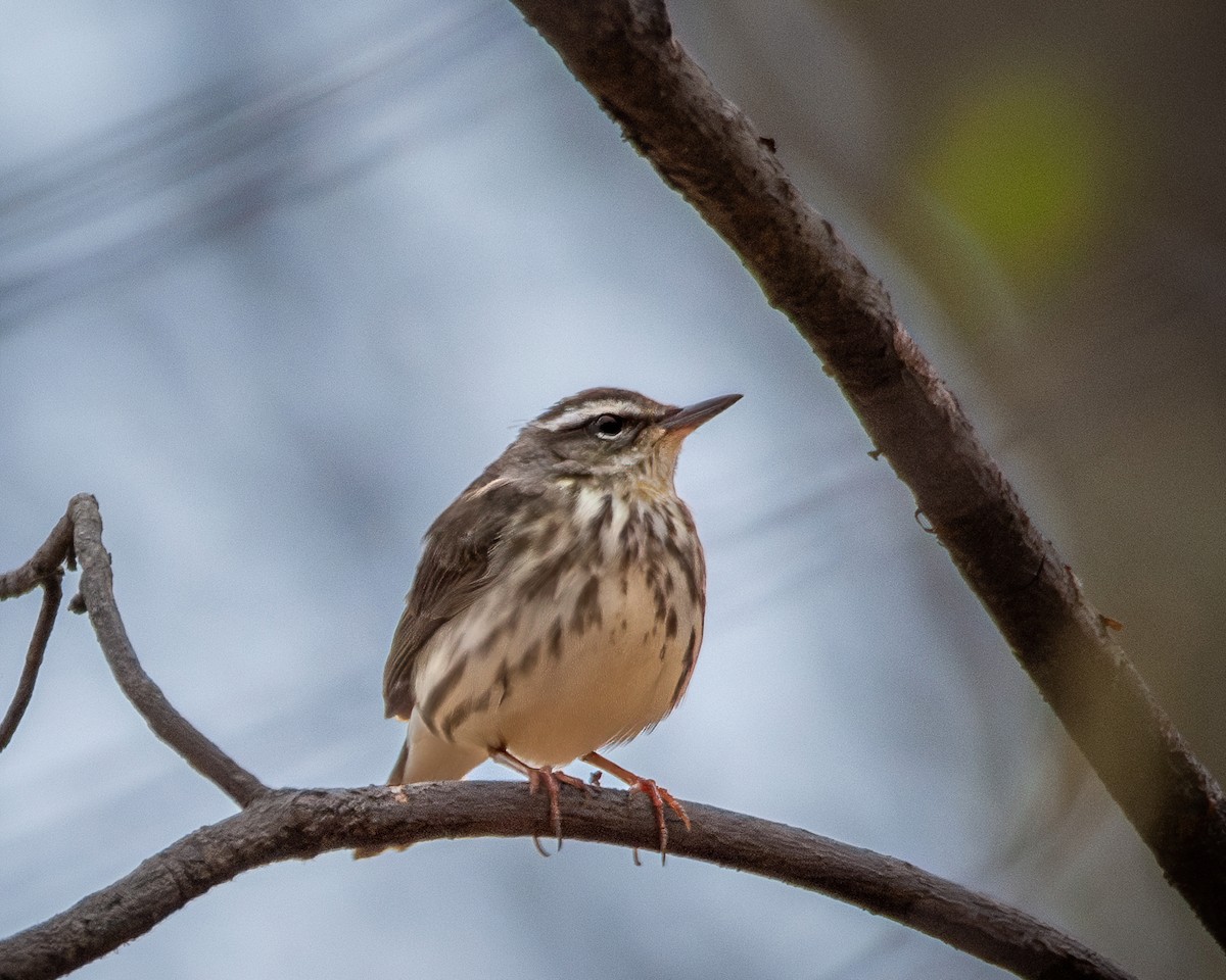 Louisiana Waterthrush - ML617774434