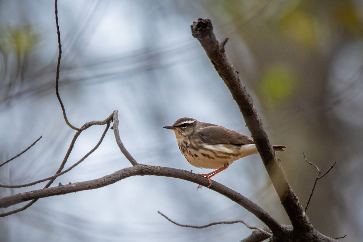 Louisiana Waterthrush - ML617774435