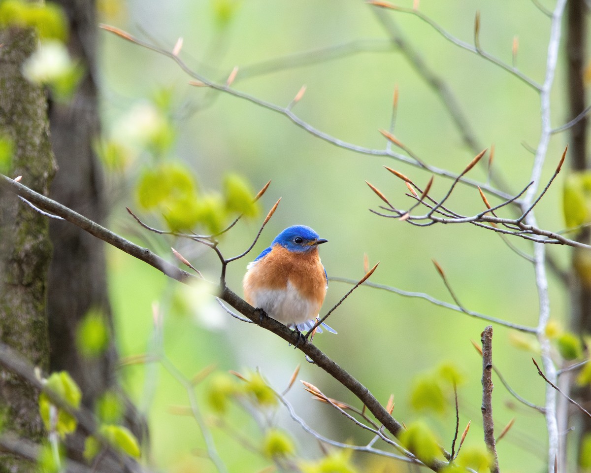 Eastern Bluebird - ML617774442