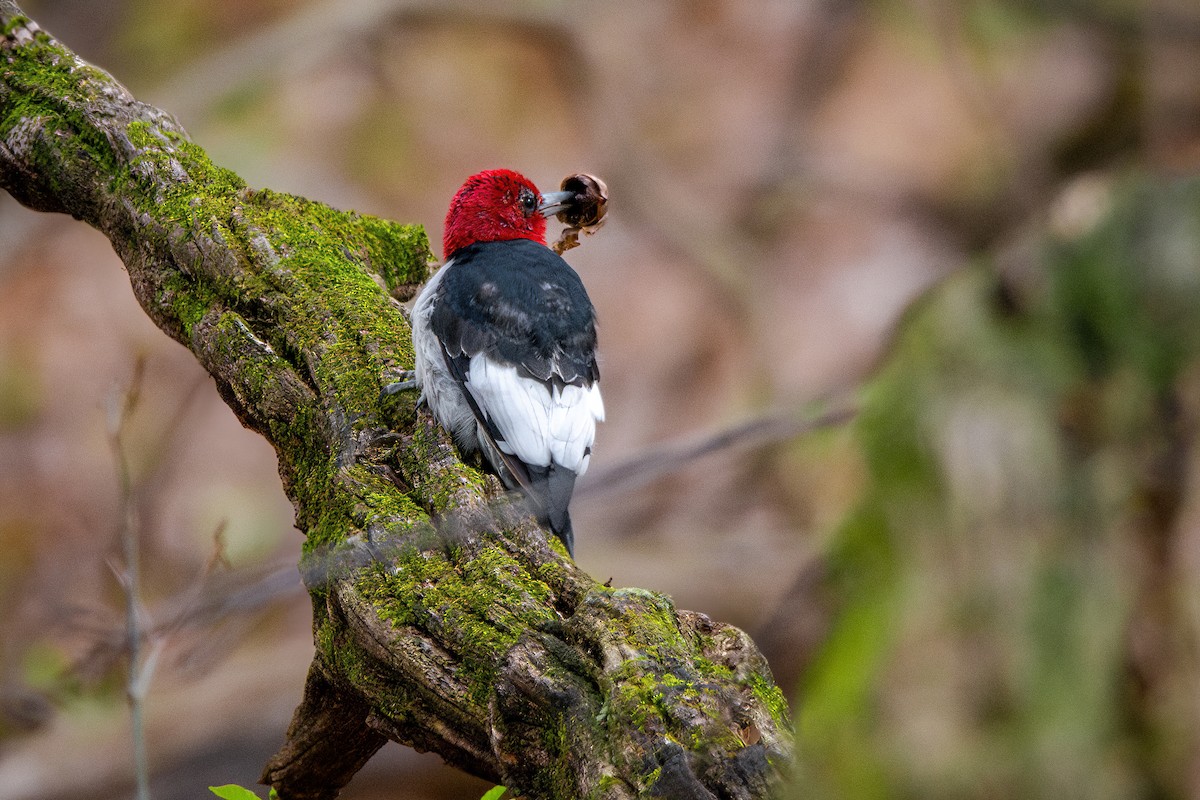 Red-headed Woodpecker - ML617774447