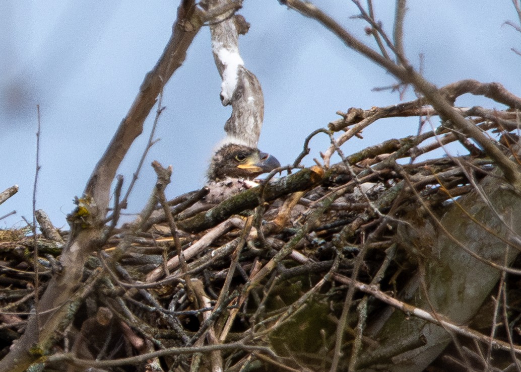 Bald Eagle - ML617774451