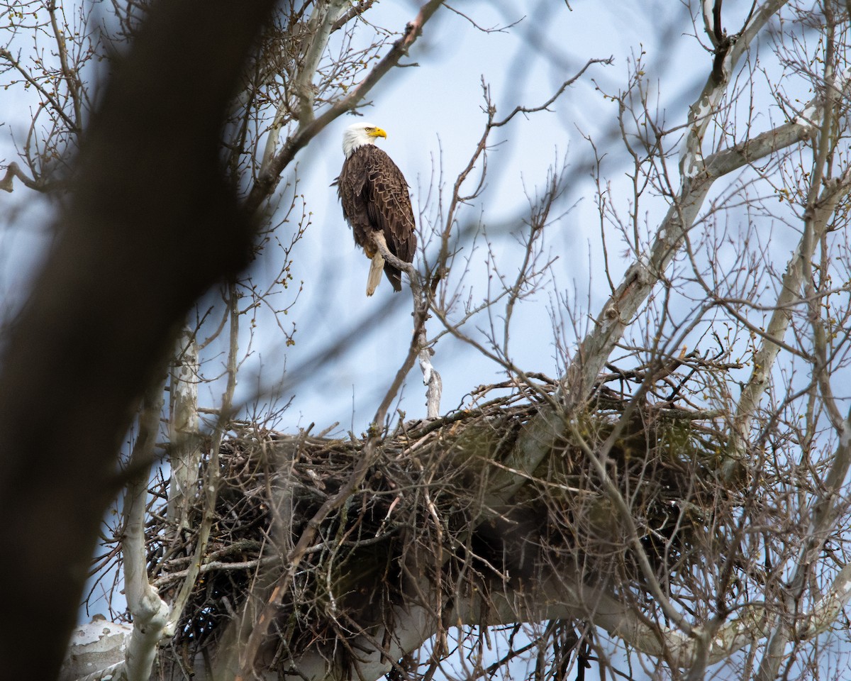 Bald Eagle - ML617774452