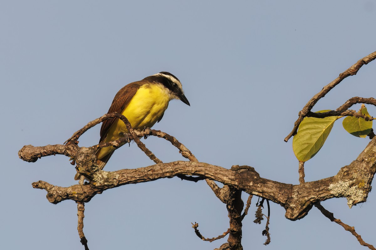 Great Kiskadee - ML617774457