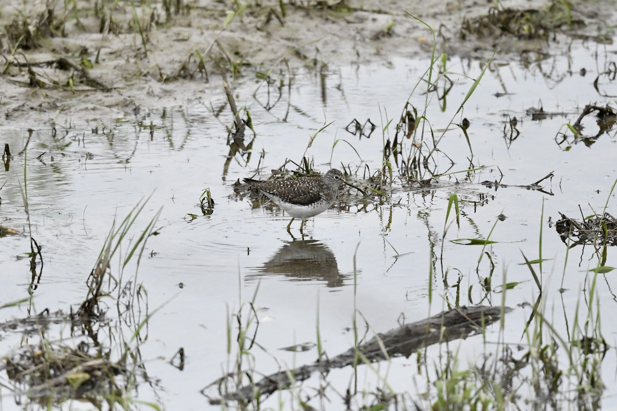 Solitary Sandpiper - ML617774464