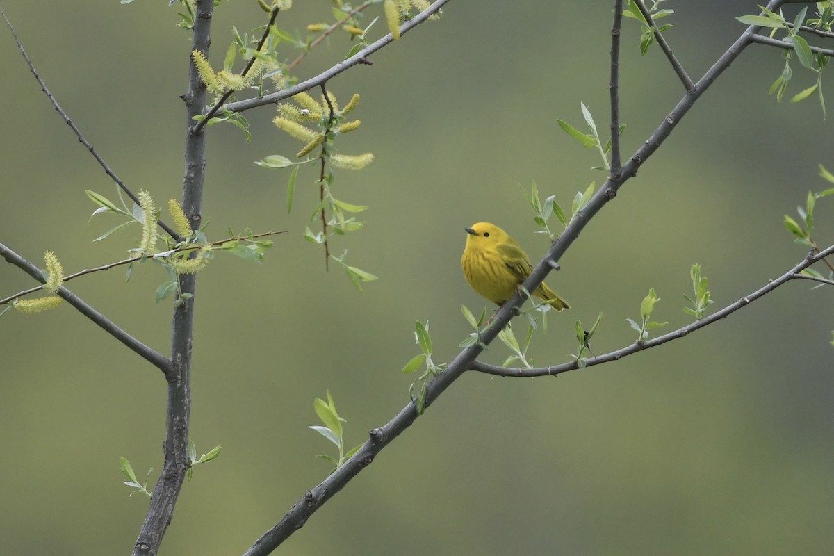 Yellow Warbler - ML617774468