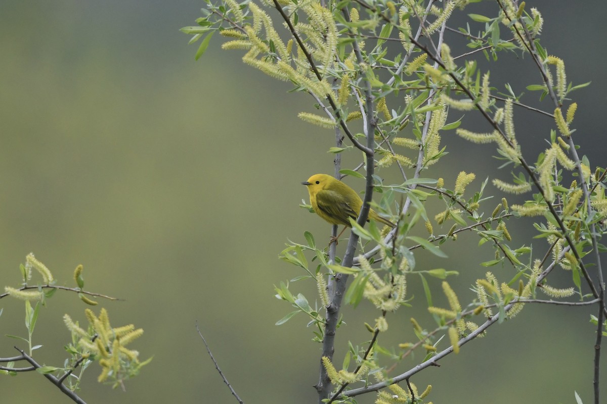 Yellow Warbler - ML617774469