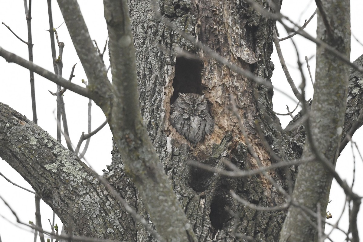 Eastern Screech-Owl - ML617774471