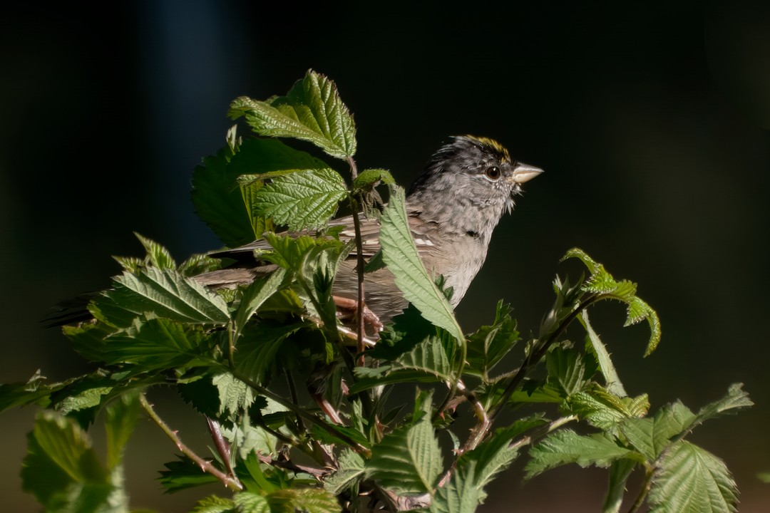 Golden-crowned Sparrow - ML617774473