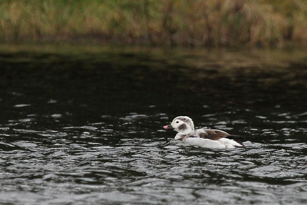 Long-tailed Duck - Chris Bradshaw