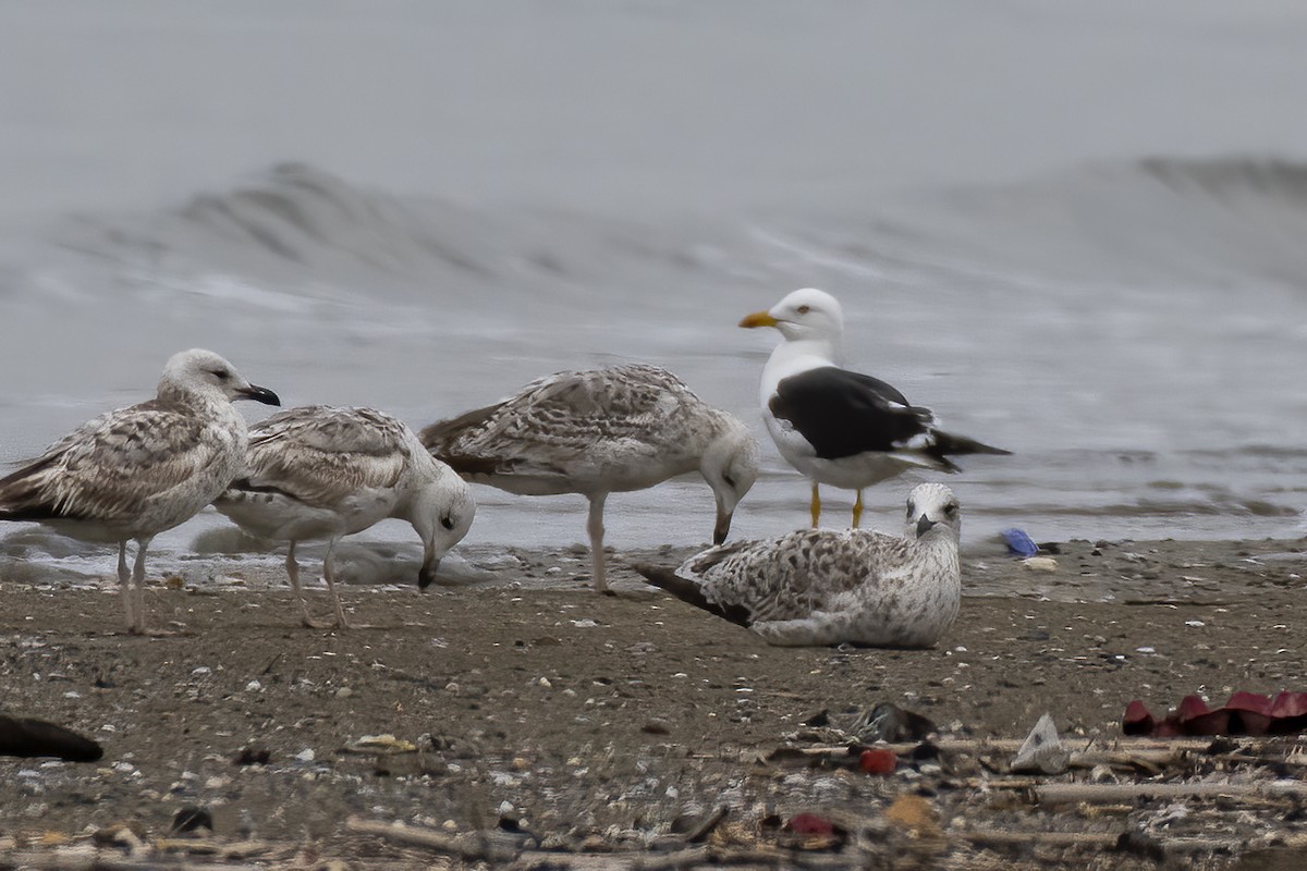 Gaviota Sombría - ML617774479