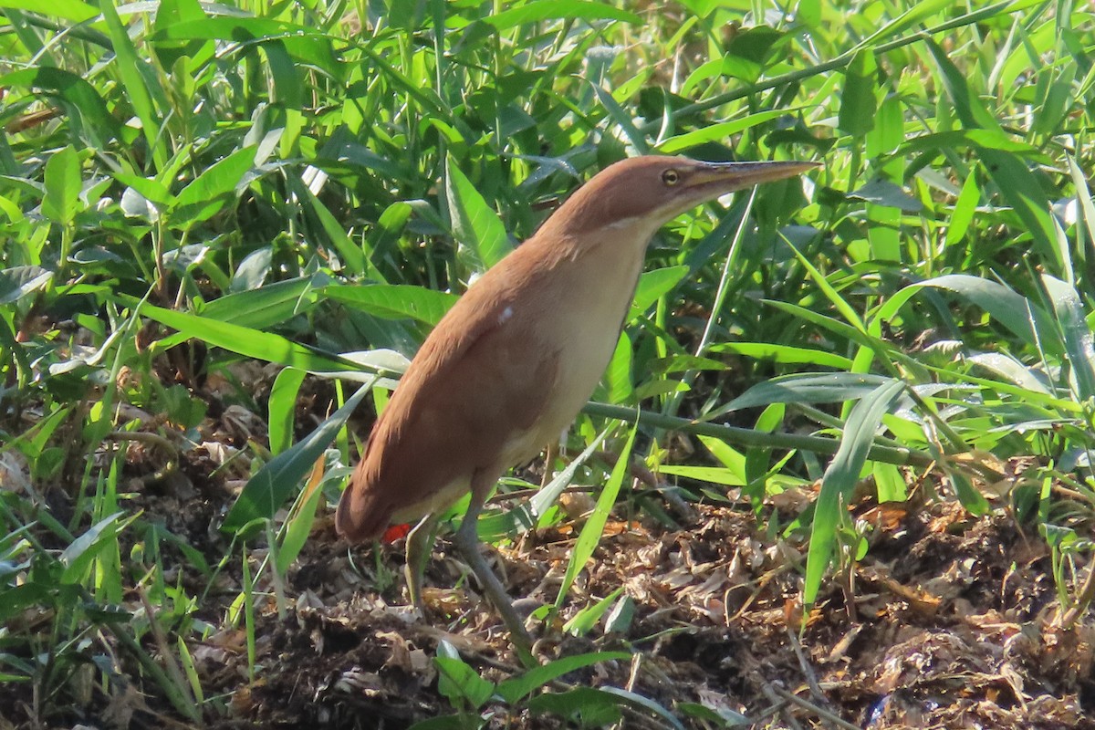 Рыжий волчок - ML617774490